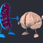 Illustrazione di mitocondrio e cervello nella fibromialgia