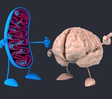 Illustrazione di mitocondrio e cervello nella fibromialgia