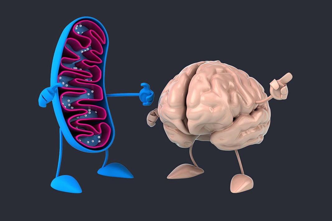 Illustrazione di mitocondrio e cervello nella fibromialgia